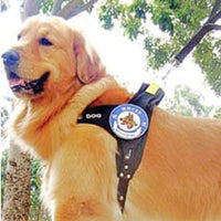 Heavy Duty Pet Harness & Leash Set Mr Fluffy