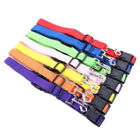 Jogging Pet Leash Mr Fluffy