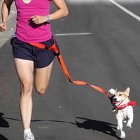 Jogging Pet Leash Mr Fluffy