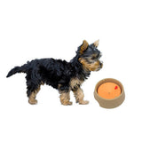 Korea Imported Pet Water Bowl Mr Fluffy